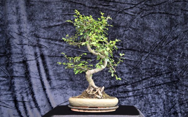 Kinesisk elm, Ulmus parviflora