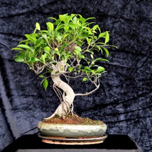 Tigerbark figen, Ficus retusa