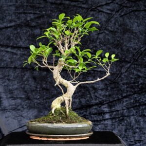 Tigerbark figen, Ficus retusa
