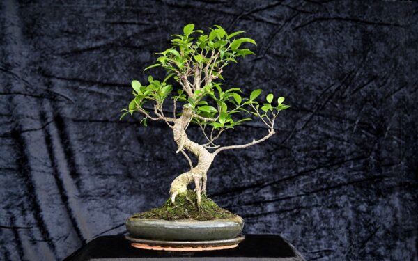 Tigerbark figen, Ficus retusa