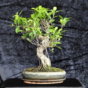 Tigerbark figen, Ficus retusa