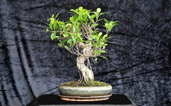 Tigerbark figen, Ficus retusa