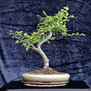 Kinesisk elm, Ulmus parviflora