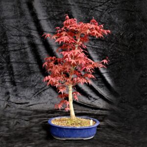 Japansk ahorn, Acer palmatum Deshojo