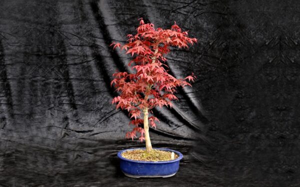 Japansk ahorn, Acer palmatum Deshojo