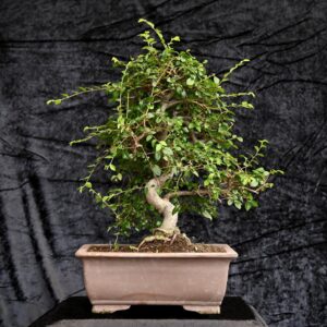 Kinesisk elm, Ulmus parviflora