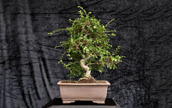 Kinesisk elm, Ulmus parviflora