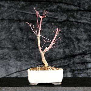 Japansk ahorn, Acer palmatum Deshojo