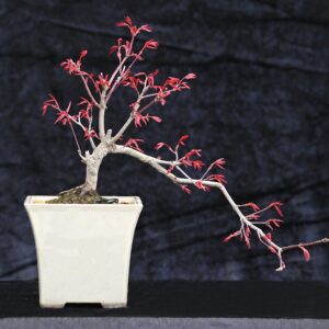 Japansk ahorn, Acer palmatum Deshojo