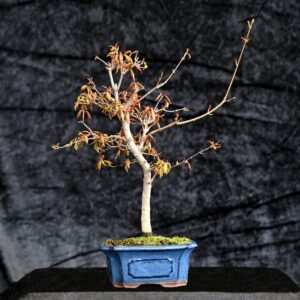 Trefliget kinesisk ahorn, Acer buergerianum