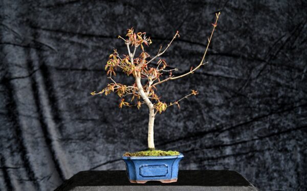 Trefliget kinesisk ahorn, Acer buergerianum
