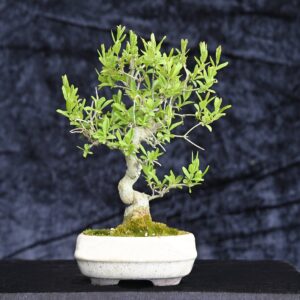 Japansk liguster, Ligustrum sp.
