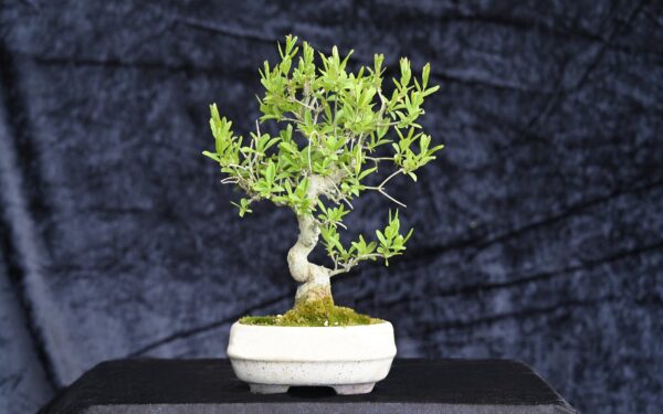 Japansk liguster, Ligustrum sp.