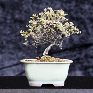 Japansk dværgmispel, Cotoneaster sp