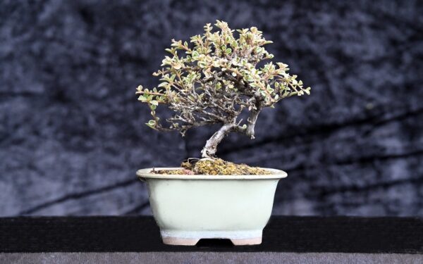 Japansk dværgmispel, Cotoneaster sp