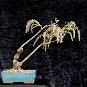 Kinesisk blåregn, Wisteria sinensis