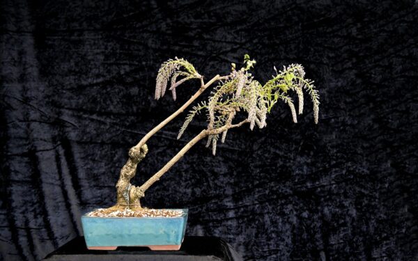 Kinesisk blåregn, Wisteria sinensis