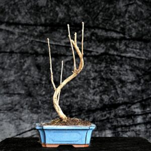 Tempeltræ, Ginkgo biloba