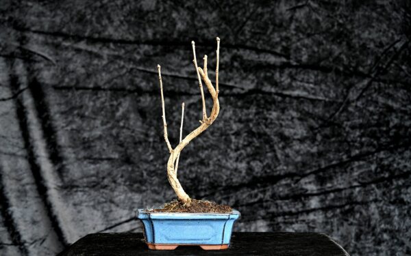 Tempeltræ, Ginkgo biloba