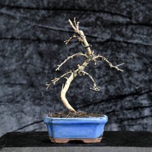 Guldlærk, Pseudolarix amabilis
