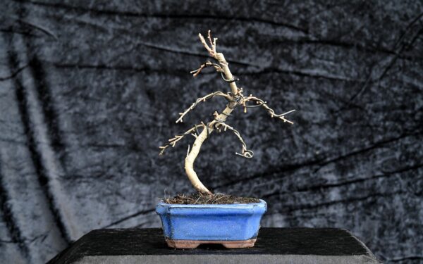 Guldlærk, Pseudolarix amabilis