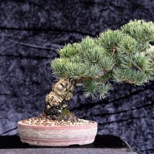 Japansk hvidfyr, Pinus parviflora