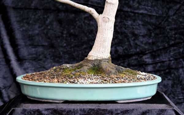 Japansk ahorn, Acer palmatum - Billede 2