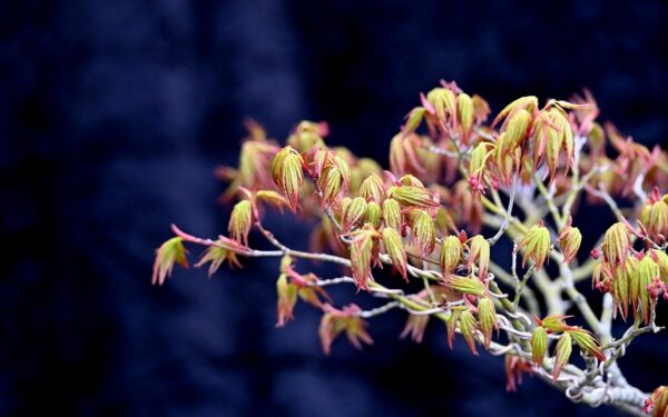 Japansk ahorn, Acer palmatum - Billede 4