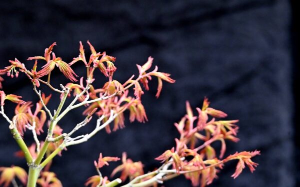 Japansk ahorn, Acer palmatum - Billede 5