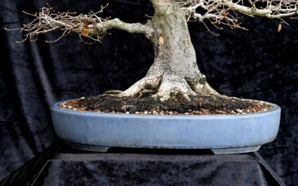 Koreansk avnbøg, Carpinus turczaninovii - Billede 5