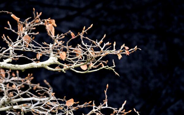 Koreansk avnbøg, Carpinus turczaninovii - Billede 4