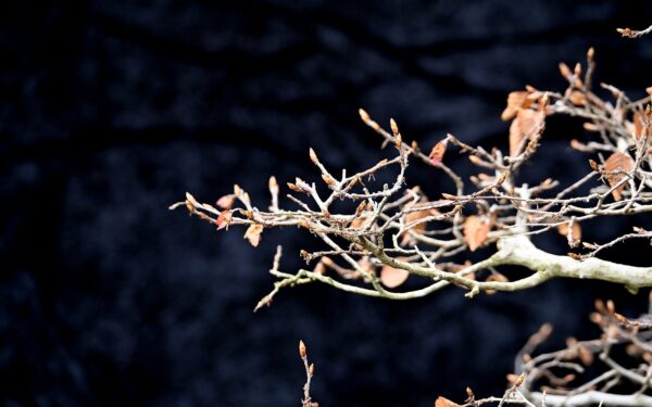 Koreansk avnbøg, Carpinus turczaninovii - Billede 3