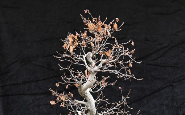 Koreansk avnbøg, Carpinus turczaninovii - Billede 2