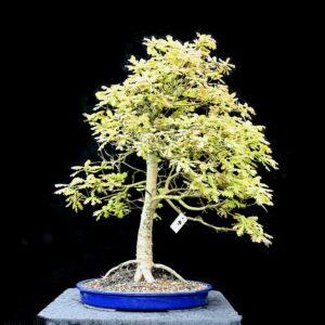Stilkeg, Quercus robur