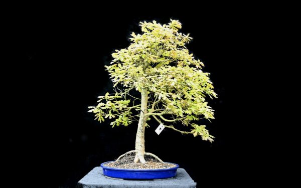 Stilkeg, Quercus robur