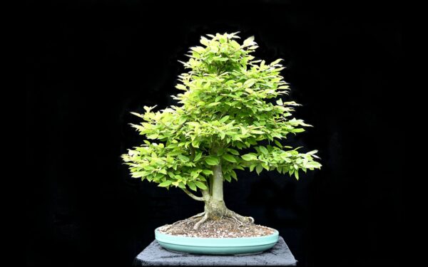 Avnbøg, Carpinus betulus