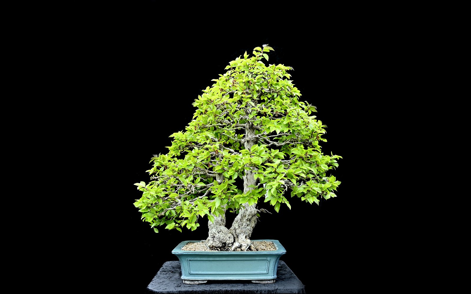 Koreansk avnbøg, Carpinus turczaninovii