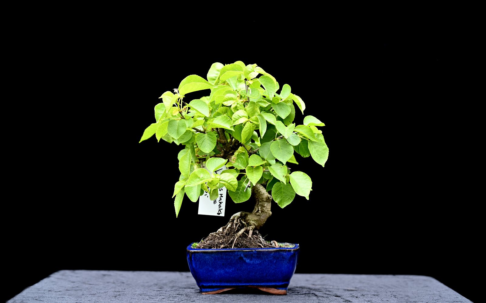 Weichel-træ, Prunus mahaleb