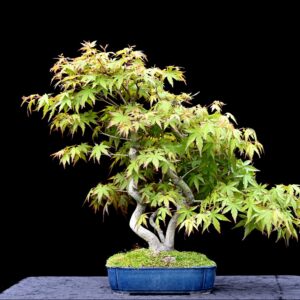 Japansk ahorn, Acer palmatum