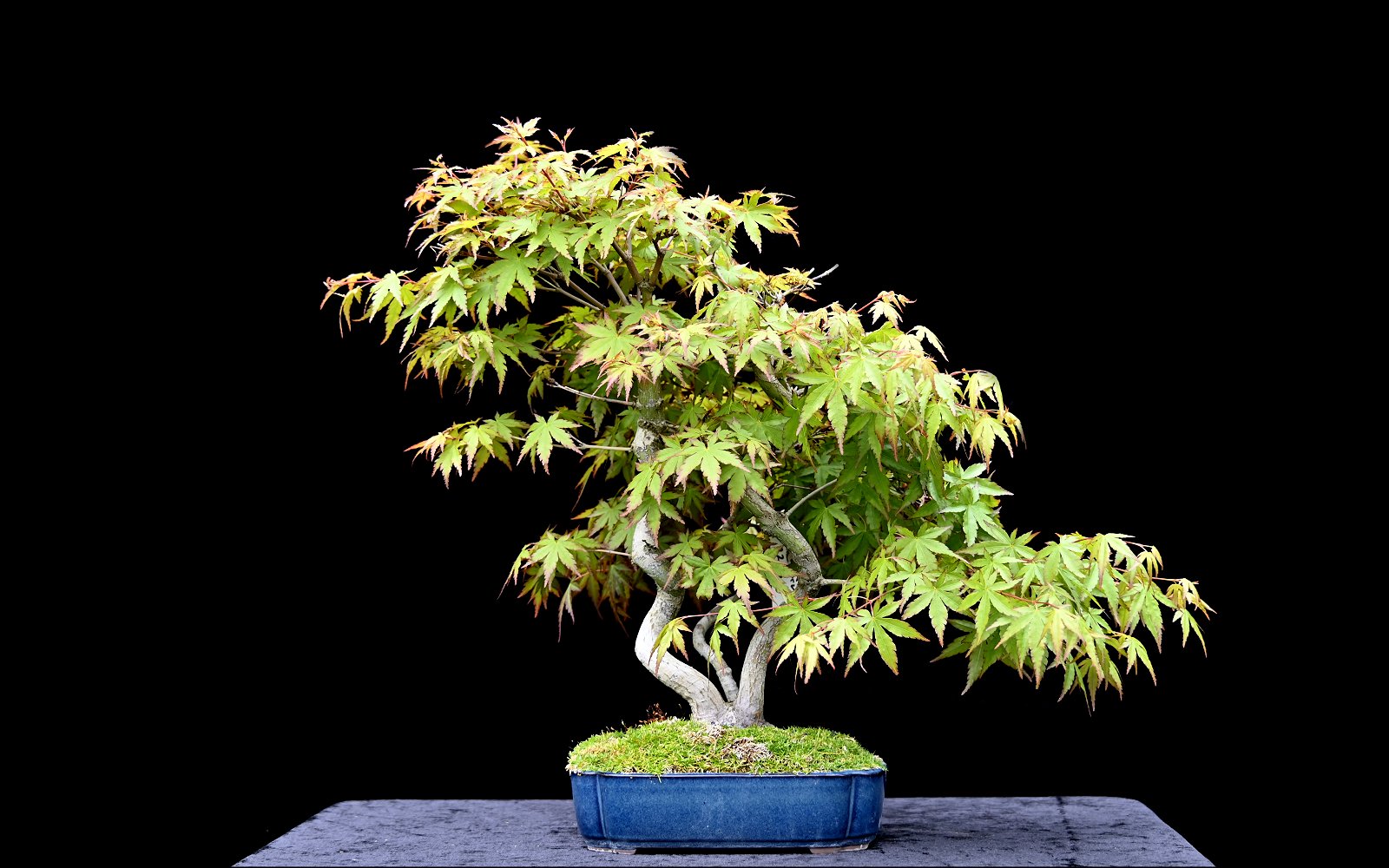 Japansk ahorn, Acer palmatum