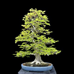Koreansk avnbøg, Carpinus turczaninovii
