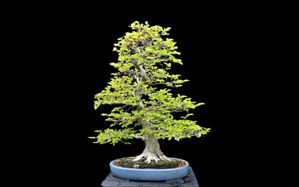 Koreansk avnbøg, Carpinus turczaninovii