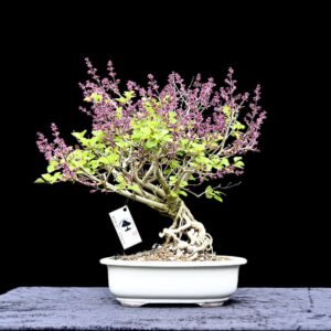 Dværgsyren, Syringa meyeri