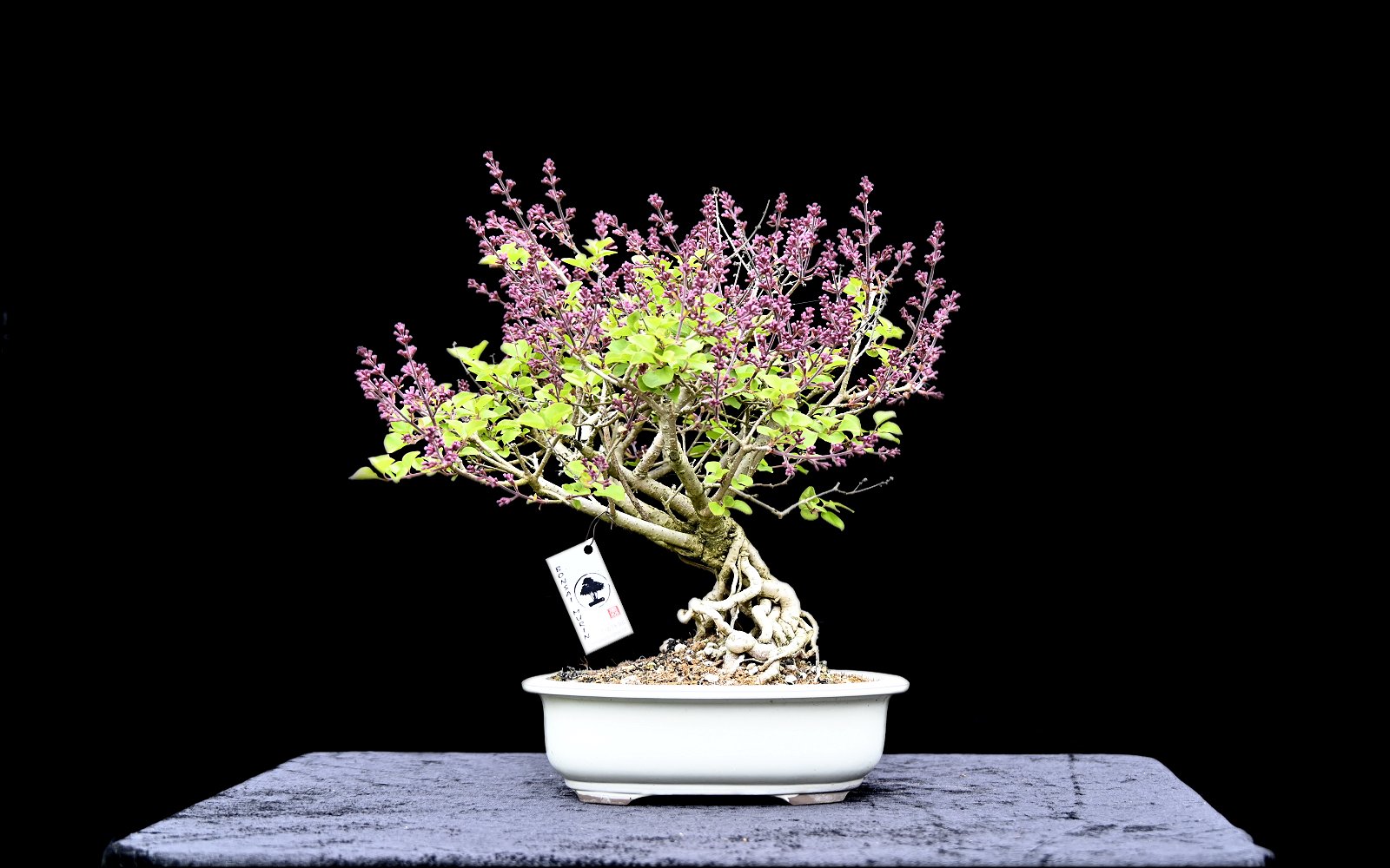 Dværgsyren, Syringa meyeri