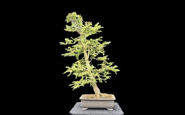 Rødgran, Picea abies