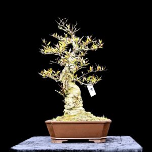 Japansk kristorn, Ilex serrata