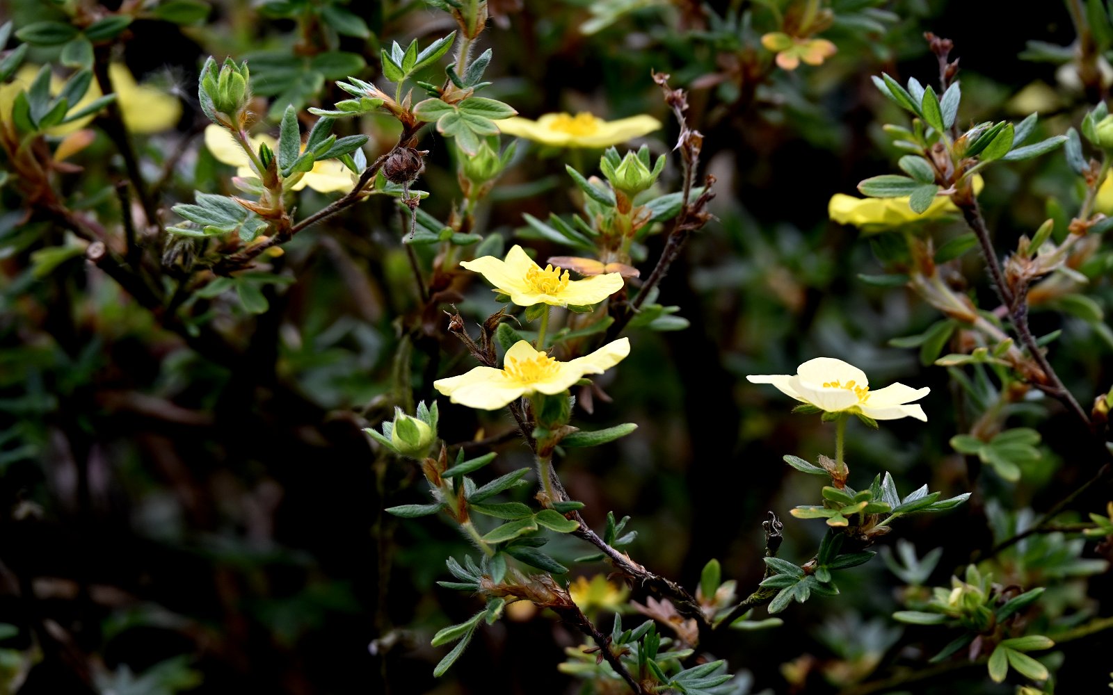 Gul potentil, Potentilla - Billede 2