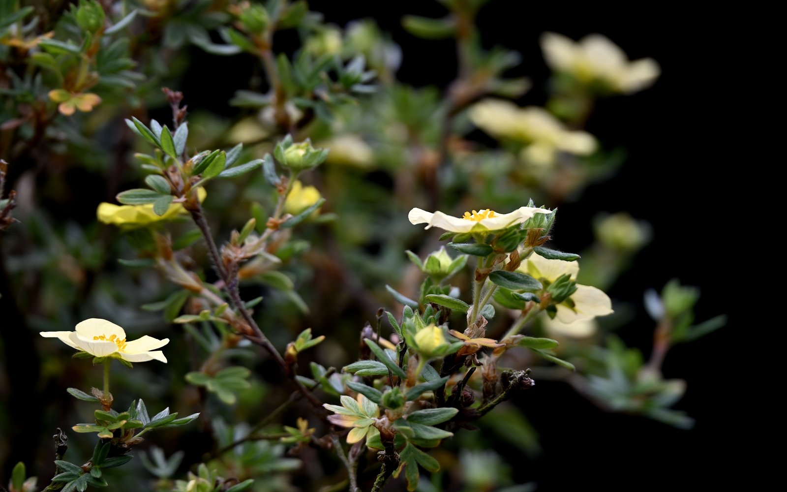 Gul potentil, Potentilla - Billede 3