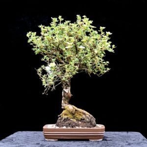 Gul potentil, Potentilla
