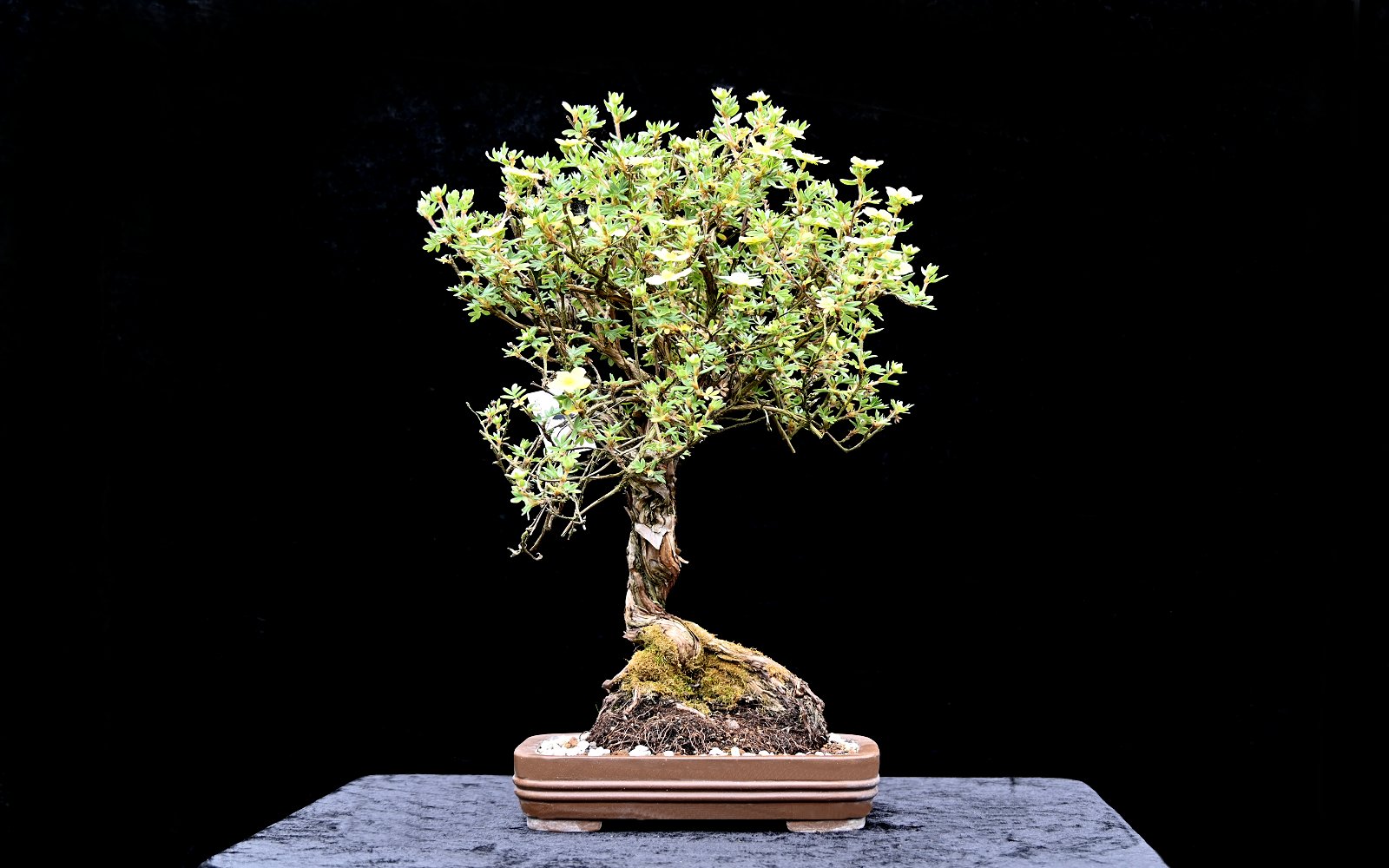 Gul potentil, Potentilla